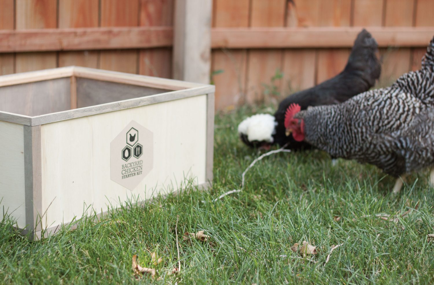 Custom Chicken Tractors